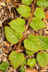 Rubus tricolor