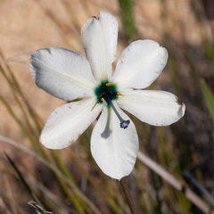 Aristea cantharophila