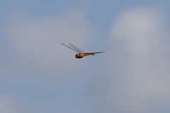 Pantala hymenaea