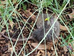 Rattus norvegicus