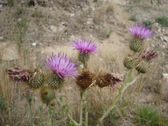 Cirsium rhaphilepis