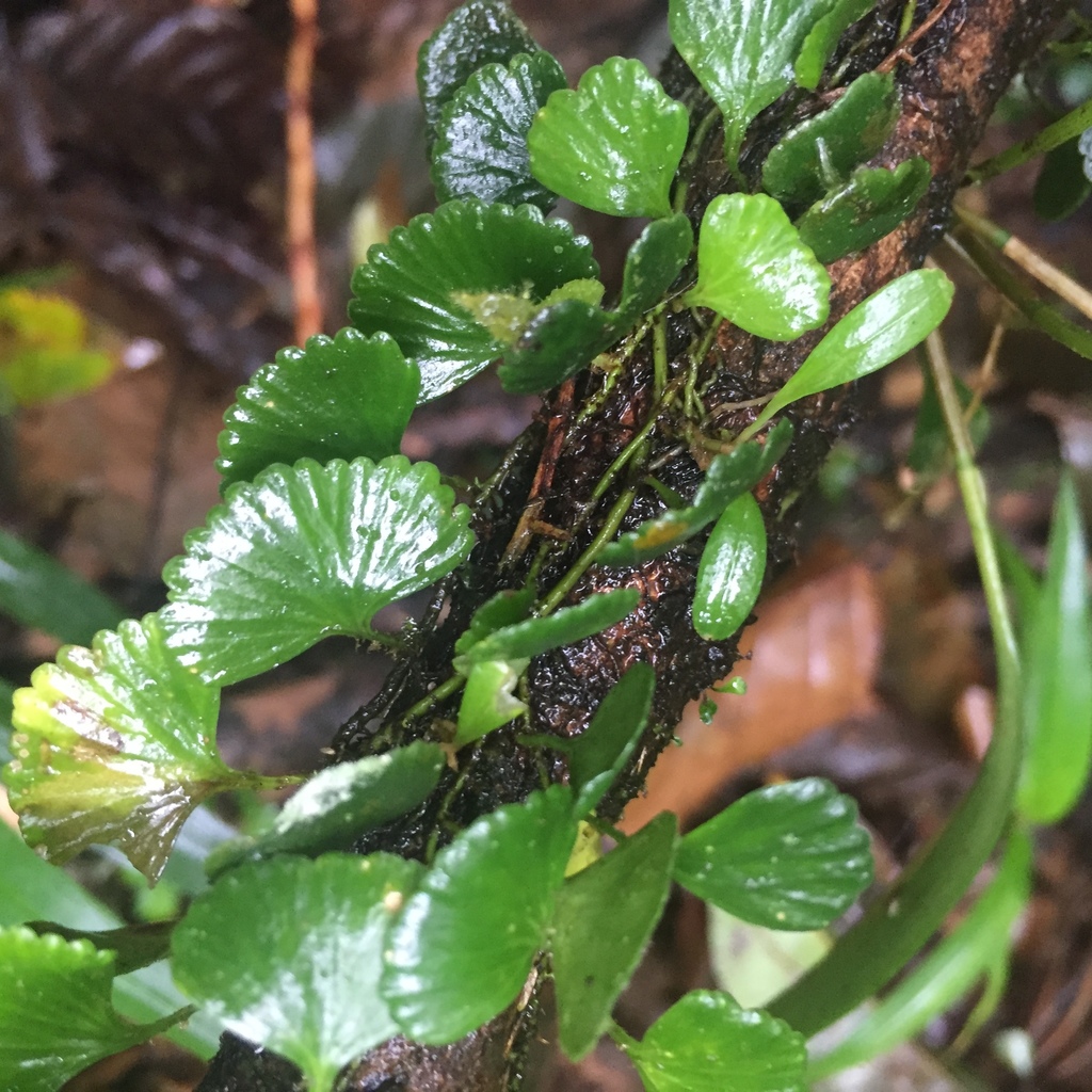 peltate tonguefern