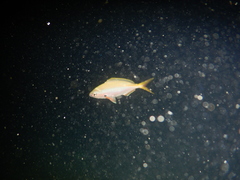 Caesio xanthonota
