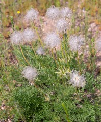 Pulsatilla tenuiloba