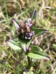 Gentianella aurea