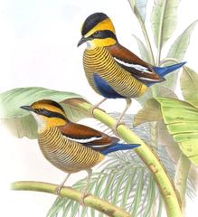 Bornean Banded Pitta photo 4