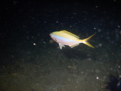 Caesio xanthonota