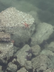 Dermasterias imbricata