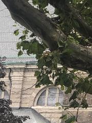 Platanus occidentalis