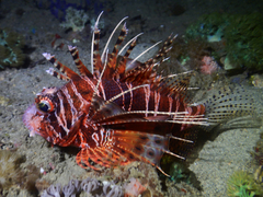 Pterois mombasae