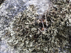 Xanthoparmelia stenophylla