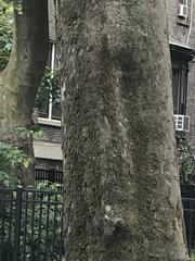 Platanus occidentalis