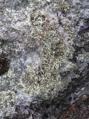 Xanthoparmelia stenophylla