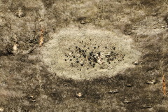 Lecidella elaeochroma