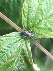 Otiorhynchus lepidopterus