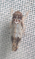 Scaphoideus obtusus