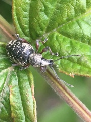 Otiorhynchus lepidopterus