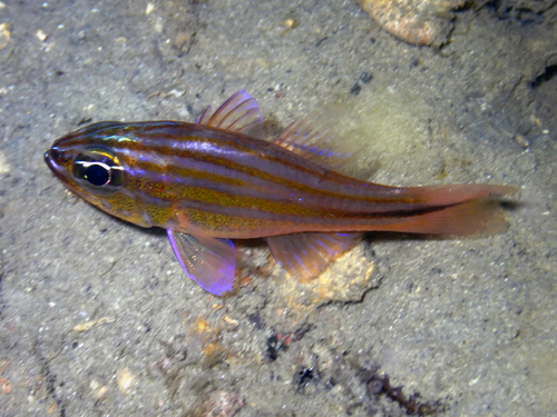 Ostorhinchus holotaenia observed 2021-06-05