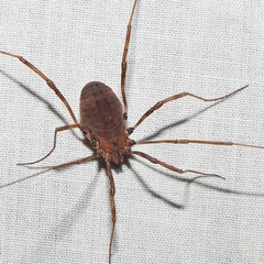 Hadrobunus maculosus