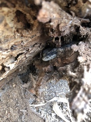 Thamnophis elegans vagrans