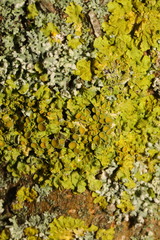Xanthoria parietina