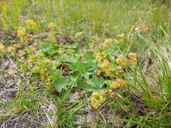 Alchemilla glabra