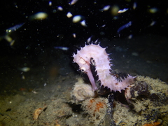 Thorny Seahorse photo 5