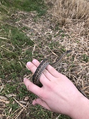 Thamnophis elegans vagrans