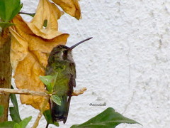 Cynanthus latirostris
