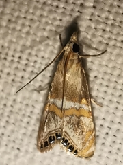 Euchromius anapiellus