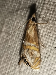 Euchromius anapiellus