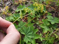 Alchemilla glabra