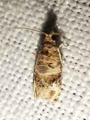 Lobesia botrana