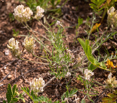 Oxytropis oxyphylla