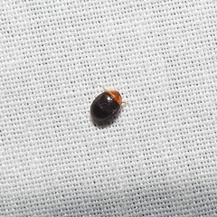 Sacodes thoracica
