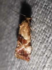 Neocochylis millierana