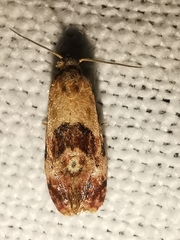 Neocochylis millierana