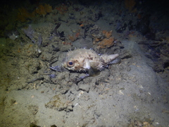 Cyclichthys orbicularis