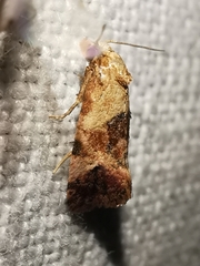 Neocochylis millierana