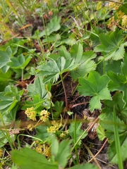 Alchemilla glabra
