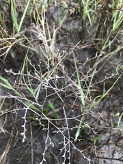 Limonium carolinianum