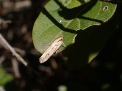 Stomopteryx detersella
