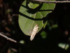 Stomopteryx detersella