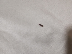 Dermestidae