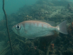 Priacanthidae