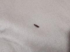 Dermestidae