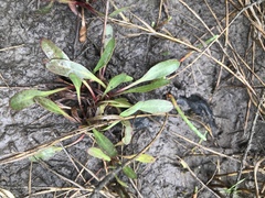 Limonium carolinianum