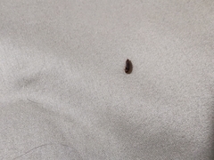 Dermestidae