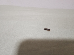 Dermestidae