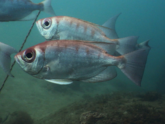 Priacanthidae